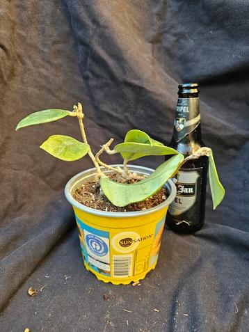 Hoya sp Lai Chau ( vietnam)  bodem moederplant  beschikbaar voor biedingen