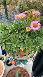 Vaste tuinplant met pot €7, Tuin en Terras, Planten | Tuinplanten, Ophalen, Overige soorten, Halfschaduw