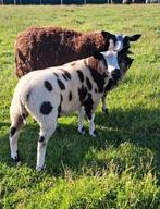 Bonte rammen voor de dekkerij, Dieren en Toebehoren, Schapen, Geiten en Varkens, Mannelijk, Schaap