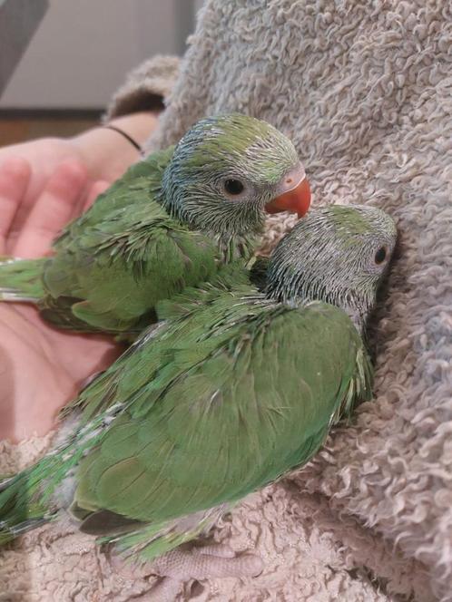 1 halsband parkiet groen jong, Dieren en Toebehoren, Vogels | Parkieten en Papegaaien, Parkiet, Geslacht onbekend