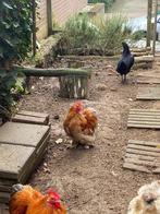 Prachtige tamme cochin kriel haan, Dieren en Toebehoren, Pluimvee, Mannelijk, Kip