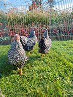 3 mooie wyandotte kriel hennen te koop, Dieren en Toebehoren, Pluimvee