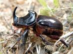 Neushoornkever larven insect, Dieren en Toebehoren, Insecten en Spinnen