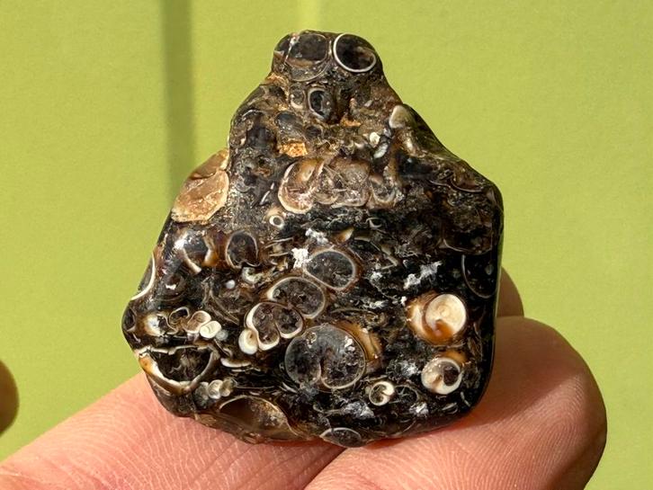 Turitella Agaat broekzaksteen mineralen fossiel B, Verzamelen, Mineralen en Fossielen, Mineraal, Ophalen of Verzenden