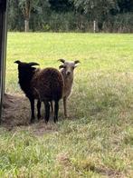3 mooie Ouessant schapen rammetjes van begin juni, Dieren en Toebehoren, Schapen, Geiten en Varkens, Mannelijk, Schaap