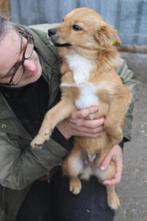 Charly ter adoptie!, Dieren en Toebehoren, Particulier, Rabiës (hondsdolheid), 1 tot 2 jaar, Buitenland