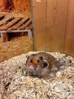 Goudhamster man, Mannelijk, Hamster, Na 1 juli 2024, Tam