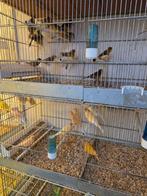 Vele kanaries, Dieren en Toebehoren, Vogels | Kanaries, Meerdere dieren, Kleurkanarie