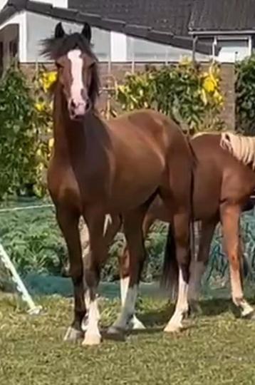 2 jarige D pony ruin beschikbaar voor biedingen