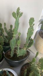 Cactus plant met pot €10, Ophalen, Cactus, Volle zon, Minder dan 100 cm