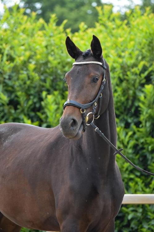 Prachtige 4 jarige KWPN merrie aangeboden, Dieren en Toebehoren, Paarden, Merrie, Zadelmak, 160 tot 165 cm, 3 tot 6 jaar, Dressuurpaard