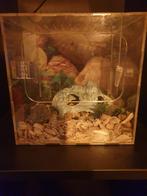 Spinnen,insekten terrarium 20x20cm., Ophalen, Zo goed als nieuw, Terrarium of Paludarium