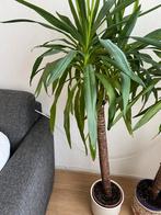 Yucca kamerplant in pot, Ophalen, 100 tot 150 cm, Halfschaduw, In pot