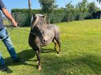 Diversen shetlanders, Dieren en Toebehoren, Paarden, Merrie, Minder dan 160 cm, Recreatiepaard, 0 tot 2 jaar