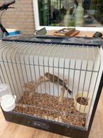 Timborados en vogelkooi, Mannelijk, Zangkanarie