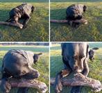 Dekreu Labrador Retriever beschikbaar  stamboom, sh, Dieren en Toebehoren, Honden | Dekreuen, Reu, Eén hond, 3 tot 5 jaar, Nederland