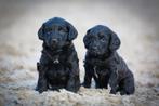Lieve Friese stabij x Labradoodle pups, Dieren en Toebehoren, Honden | Niet-rashonden, 8 tot 15 weken, Meerdere, Meerdere dieren