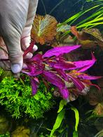 Alternanthera Reineckii 'Mini', Dieren en Toebehoren, Vissen | Aquariumvissen, Vis