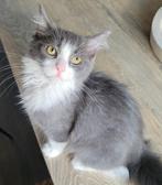 Ragdoll x Ragdoll/Bkh, Kater, Ontwormd, 0 tot 2 jaar