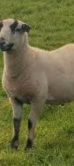 Maasduinen schaap, Dieren en Toebehoren, Schapen, Geiten en Varkens, Vrouwelijk, Schaap