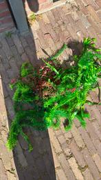 Aquarium planten nep, Dieren en Toebehoren, Vissen | Aquaria en Toebehoren, Ophalen of Verzenden, Zo goed als nieuw, Plant(en), Steen of Hout