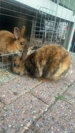 Rex konijnen, Dieren en Toebehoren, Konijnen, Meerdere dieren, Middelgroot
