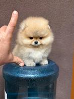 Super mini pomeriaan, Dieren en Toebehoren, Honden | Poolhonden, Keeshonden en Oertypen, Rabiës (hondsdolheid), Overige rassen