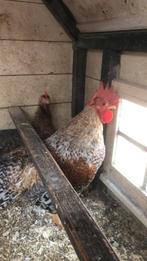 Gezocht Bielefelder kriel haan of broedeieren, Dieren en Toebehoren, Pluimvee, Mannelijk, Kip