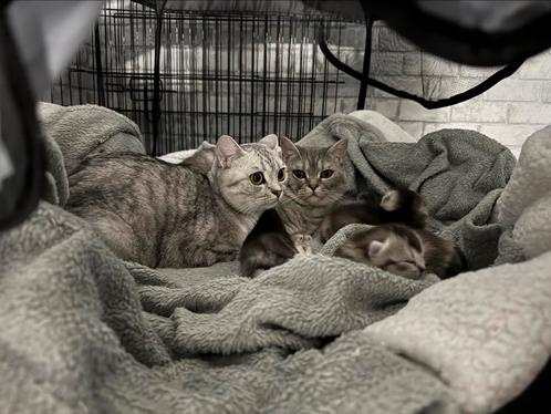 3X Britse korthaar kittens te koop!!, Dieren en Toebehoren, Katten en Kittens | Raskatten | Korthaar, Meerdere dieren, 0 tot 2 jaar