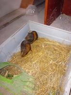 3 x jonge cavia, Dieren en Toebehoren, Knaagdieren, September, Mannelijk, Cavia