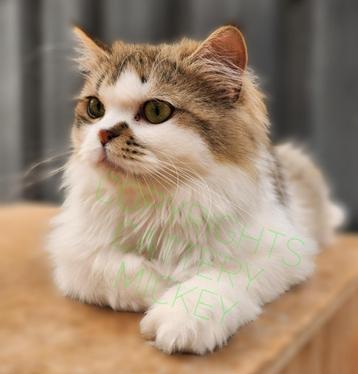 Langhaar kater gecastreerd gevaccineerd gechipt 1 jaar oud beschikbaar voor biedingen