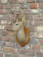 mooi opgezet reekopje reekop met gewei, Antiek en Kunst, Curiosa en Brocante, Ophalen