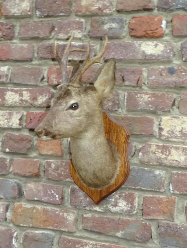 mooi opgezet reekopje reekop met gewei, Antiek en Kunst, Curiosa en Brocante, Ophalen
