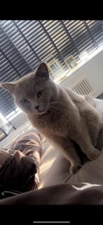 Britse korthaar, Dieren en Toebehoren, Katten en Kittens | Raskatten | Korthaar, Kater