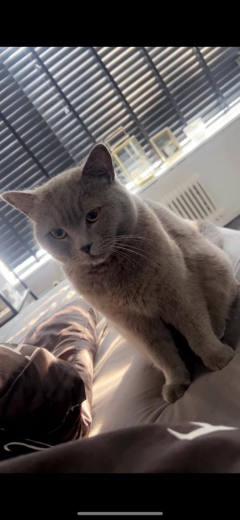 Britse korthaar, Dieren en Toebehoren, Katten en Kittens | Raskatten | Korthaar, Kater