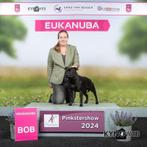 Ter dekking dekreu staffordshire bull terrier engelse staff, Dieren en Toebehoren, Honden | Jack Russells en Terriërs, Rabiës (hondsdolheid)