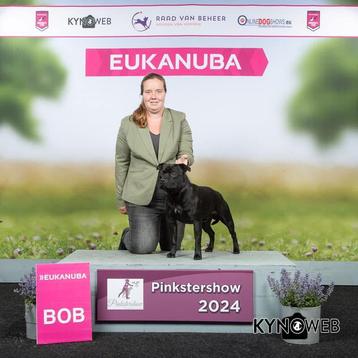 Ter dekking dekreu staffordshire bull terrier engelse staff beschikbaar voor biedingen