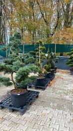 Bonsai vormbomen, Ophalen, Bloeit niet, Halfschaduw, Overige soorten