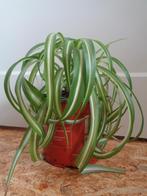 Graslelie KRULGRASLELIE Chlorophytum comosum BONNIE zonder b, Ophalen, Overige soorten, In pot, Minder dan 100 cm