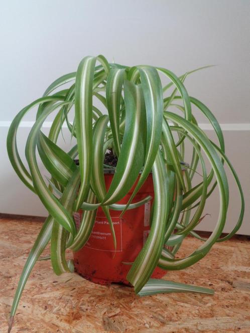 Graslelie KRULGRASLELIE Chlorophytum comosum BONNIE zonder b, Huis en Inrichting, Kamerplanten, Overige soorten, Minder dan 100 cm