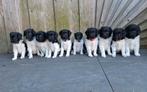 100% Stabij pups, Dieren en Toebehoren, Overige rassen, 8 tot 15 weken, Meerdere, Meerdere dieren