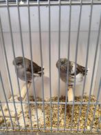 Koppel glosters, Dieren en Toebehoren, Vogels | Kanaries, Meerdere dieren, Postuurkanarie