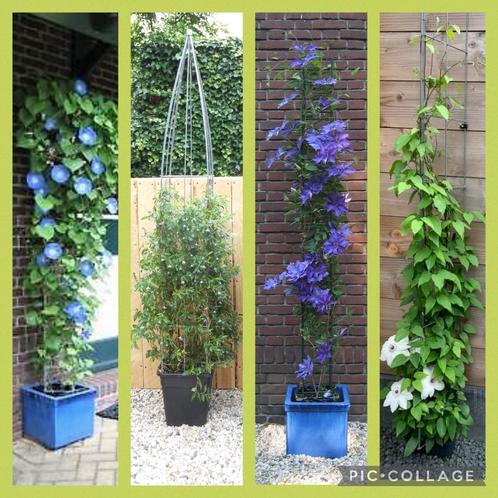 plantensteun voor klimplanten jasmijn clematis rozen hedera, Tuin en Terras, Planten | Tuinplanten, Vaste plant, Overige soorten