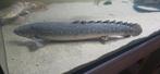 Polypterus ornatipinnis, Dieren en Toebehoren, Vis