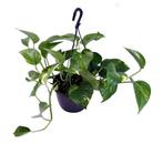 Scindapsus  Aureum (hangplant), Minder dan 100 cm, Halfschaduw, Verzenden