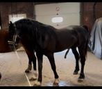 Welsh Cob ter dekking, Hengst