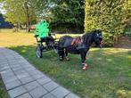 Sulky sport geremd, incl leren mentuig, Dieren en Toebehoren, Paarden en Pony's | Hoofdstellen en Tuigage, Ophalen