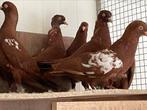 Nederlandse Hoogvliegers (Klein Type), Dieren en Toebehoren, Vogels | Duiven, Meerdere dieren, Overige soorten