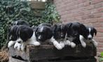 Friese stabij/border collie pups, Dieren en Toebehoren, Honden | Herdershonden en Veedrijvers, Parvo, 8 tot 15 weken, Collie, Meerdere