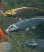 Ghost koi 15-20 cm geboren juli 2023, Karper of Koi
